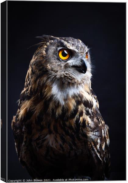 Birds of Prey - Euarasian Eagle Owl Canvas Print by johnseanphotography 
