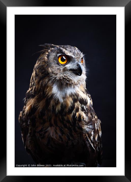 Birds of Prey - Euarasian Eagle Owl Framed Mounted Print by johnseanphotography 
