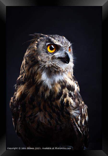 Birds of Prey - Euarasian Eagle Owl Framed Print by johnseanphotography 