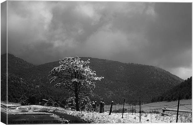 Lonely Snow Tree Canvas Print by Kat Dennis