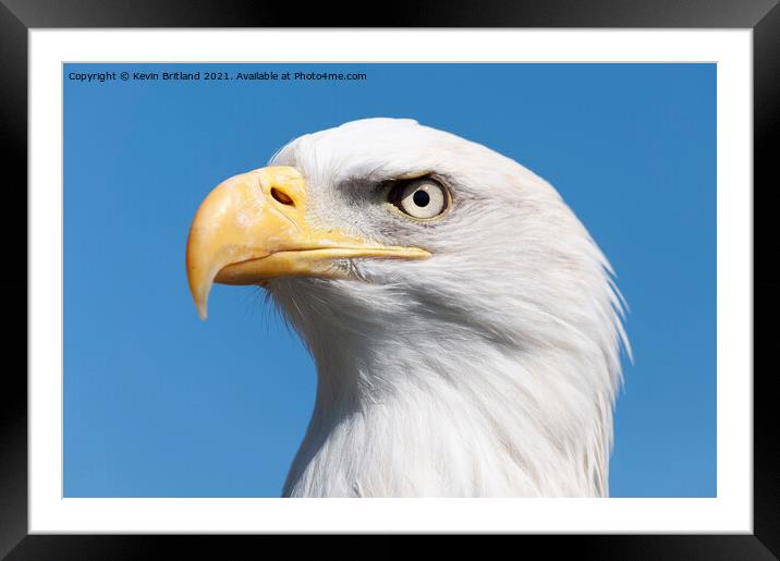 american bald eagle Framed Mounted Print by Kevin Britland