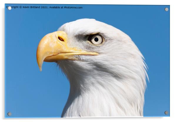 american bald eagle Acrylic by Kevin Britland