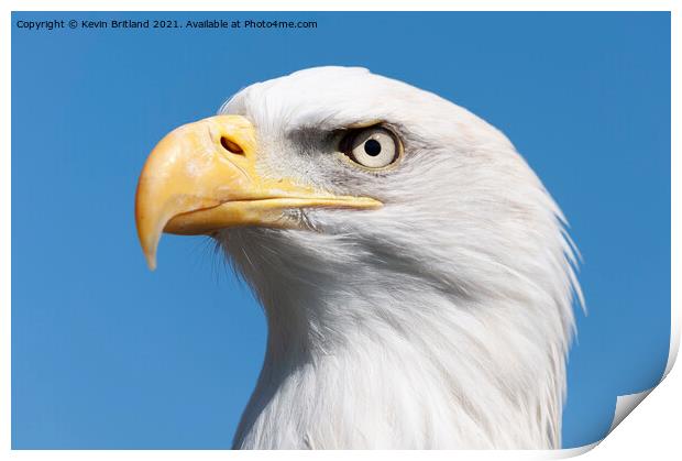 american bald eagle Print by Kevin Britland