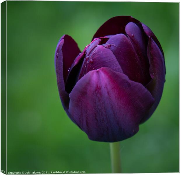 Wet Early Morning on a solitary Tulip Canvas Print by johnseanphotography 
