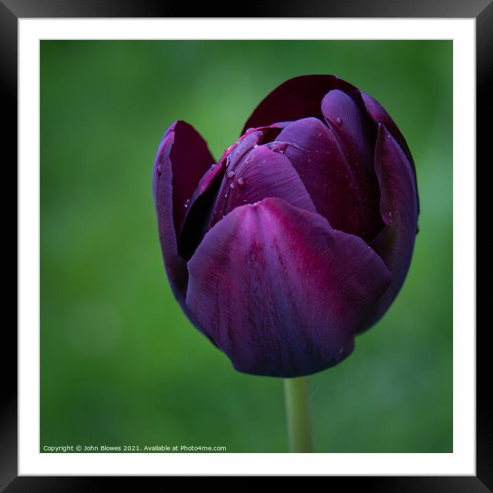 Wet Early Morning on a solitary Tulip Framed Mounted Print by johnseanphotography 