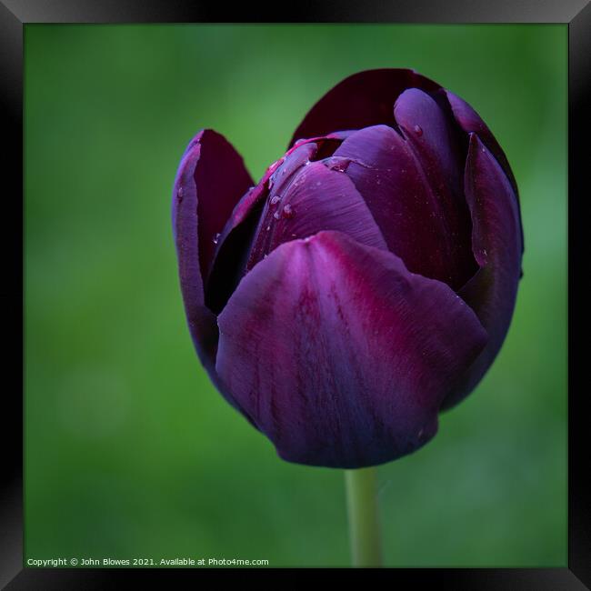 Wet Early Morning on a solitary Tulip Framed Print by johnseanphotography 