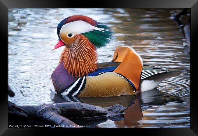 A male Mandarin Duck in Kelsey Park, Beckenham Framed Print by johnseanphotography 