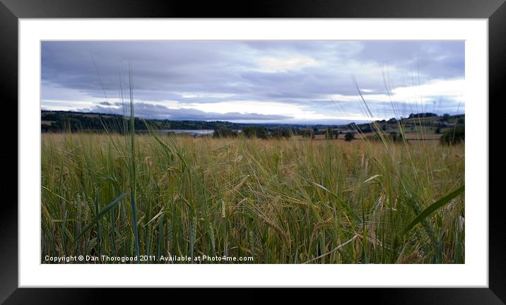 Wheat field Framed Mounted Print by Dan Thorogood