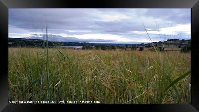 Wheat field Framed Print by Dan Thorogood