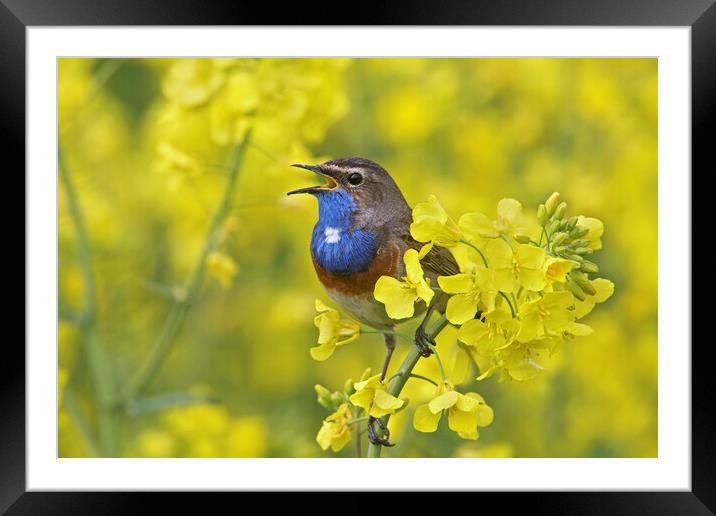 White-Spotted Bluethroat Singing Framed Mounted Print by Arterra 