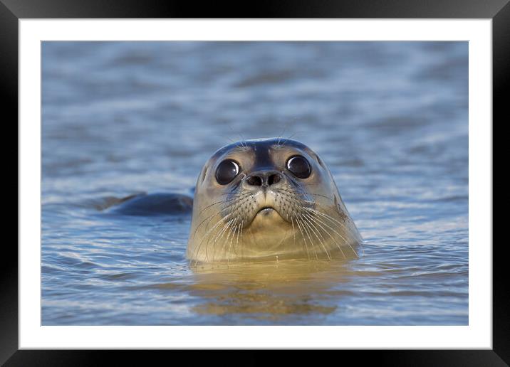 Curious Harbour Seal Framed Mounted Print by Arterra 