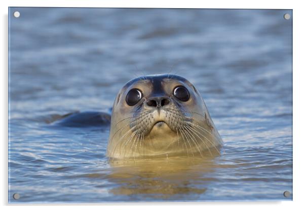Curious Harbour Seal Acrylic by Arterra 