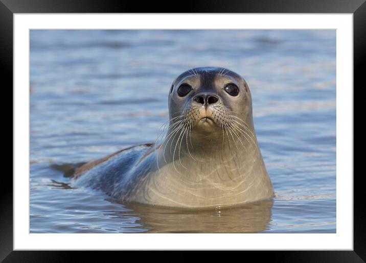 Common Seal on the Beach Framed Mounted Print by Arterra 