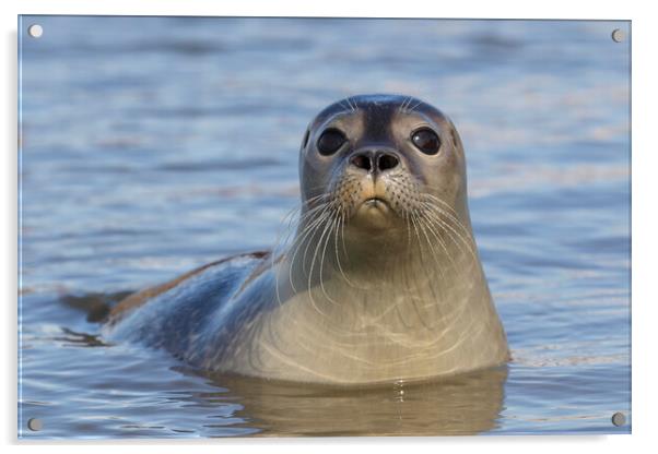 Common Seal on the Beach Acrylic by Arterra 