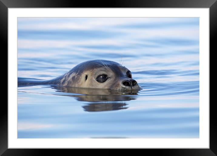Swimming Harbor Seal Framed Mounted Print by Arterra 