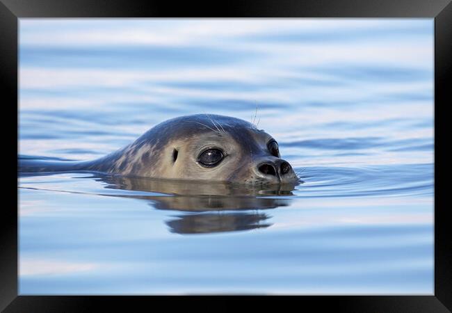 Swimming Harbor Seal Framed Print by Arterra 