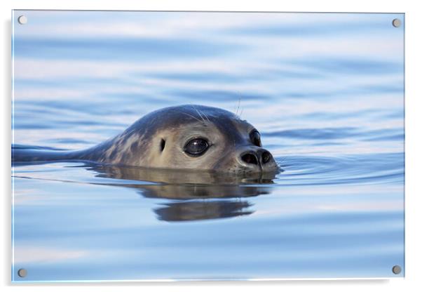 Swimming Harbor Seal Acrylic by Arterra 