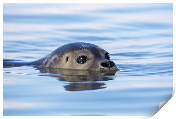 Swimming Harbor Seal Print by Arterra 