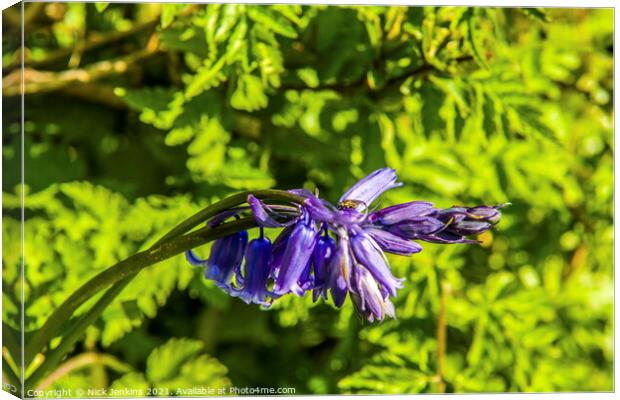 Spring Bluebell growing in Hedge April  Canvas Print by Nick Jenkins