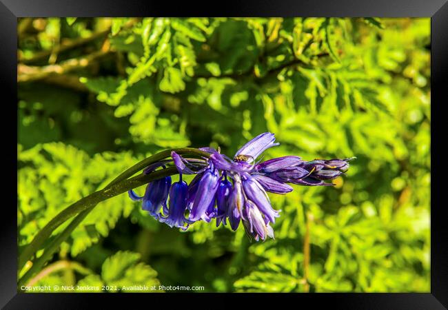 Spring Bluebell growing in Hedge April  Framed Print by Nick Jenkins