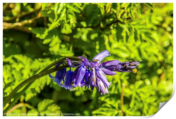 Spring Bluebell growing in Hedge April  Print by Nick Jenkins