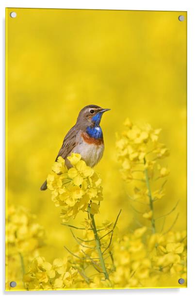 White-Spotted Bluethroat in Spring Acrylic by Arterra 