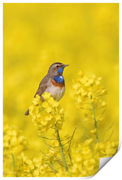 White-Spotted Bluethroat in Spring Print by Arterra 