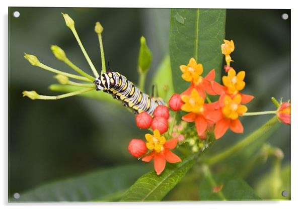 Plain Tiger Caterpillar Acrylic by Dan Thorogood