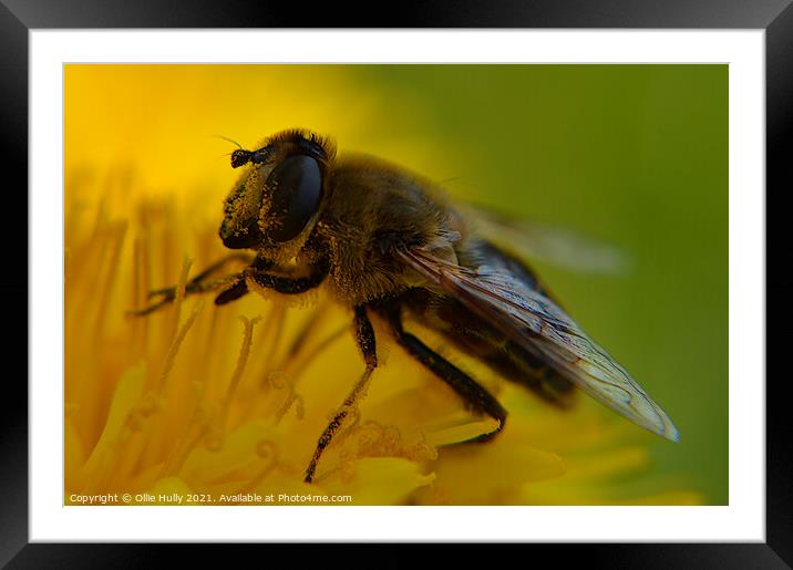 A Honey bee collecting pollen from a flower Framed Mounted Print by Ollie Hully