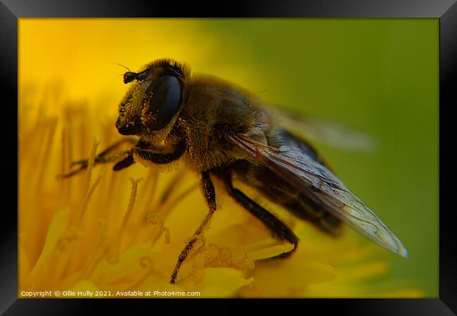 A Honey bee collecting pollen from a flower Framed Print by Ollie Hully