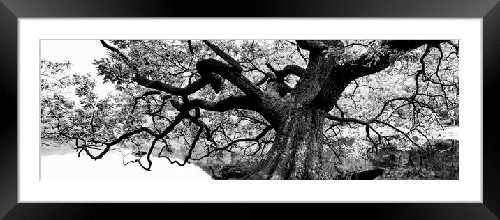 Giant Oak Tree Framed Mounted Print by Sonny Ryse