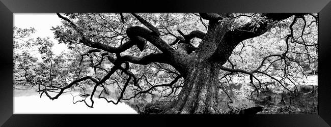 Giant Oak Tree Framed Print by Sonny Ryse