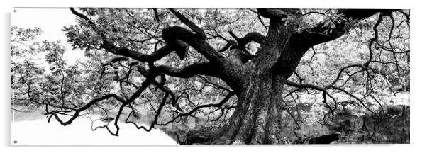 Giant Oak Tree Acrylic by Sonny Ryse
