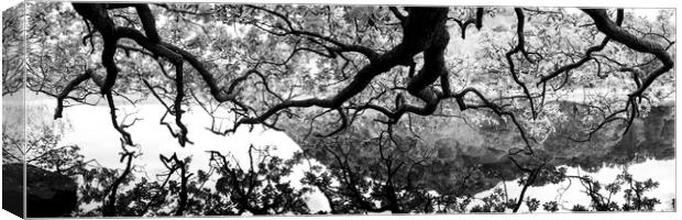 Oak Tree reflecting in a lake Black and white Canvas Print by Sonny Ryse