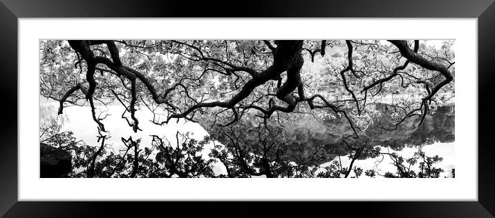 Oak Tree reflecting in a lake Black and white Framed Mounted Print by Sonny Ryse