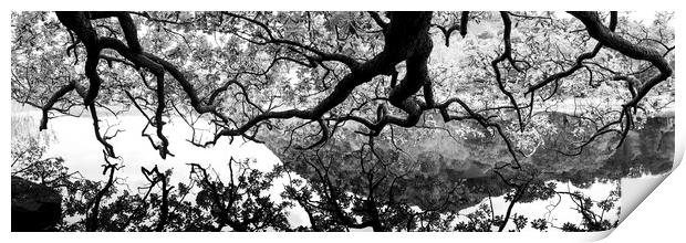 Oak Tree reflecting in a lake Black and white Print by Sonny Ryse