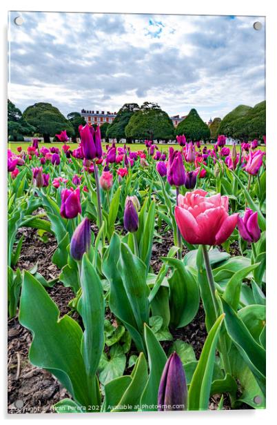 Tulips at Hampton Court Palace Acrylic by Hiran Perera