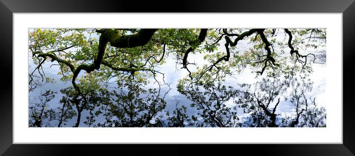 Oak Tree reflecting in a lake Framed Mounted Print by Sonny Ryse