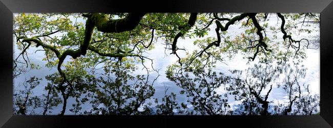 Oak Tree reflecting in a lake Framed Print by Sonny Ryse