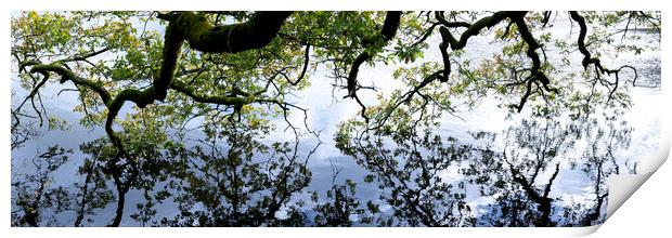 Oak Tree reflecting in a lake Print by Sonny Ryse