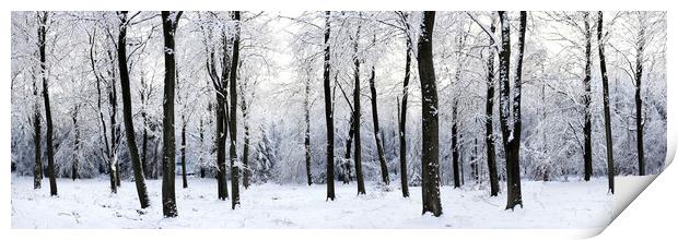 English woodland covered in snow Print by Sonny Ryse