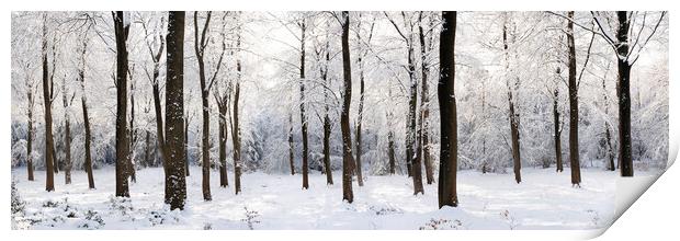 English woodland covered in snow North Yorkshire Print by Sonny Ryse