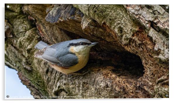 A Nesting Nuthatch Acrylic by Adrian Rowley