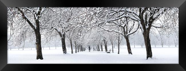 Harrogate cherry blossom walk on the stray covered in Snow England Framed Print by Sonny Ryse