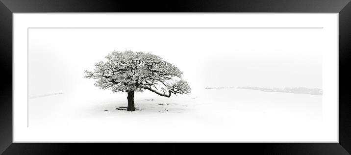 Lone tree covered in snow Framed Mounted Print by Sonny Ryse