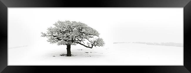 Lone tree covered in snow Framed Print by Sonny Ryse