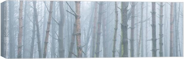 Misty woodland Canvas Print by Sonny Ryse