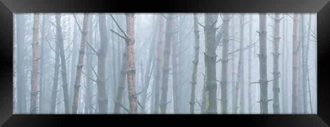 Misty woodland Framed Print by Sonny Ryse