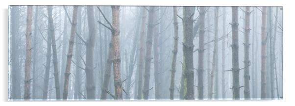 Misty woodland Acrylic by Sonny Ryse