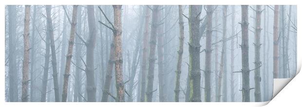 Misty woodland Print by Sonny Ryse